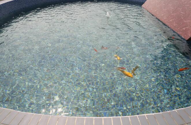 污水凈化后可養(yǎng)魚？這家污水處理廠真牛！-