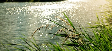 長江流域農業(yè)面源水污染現狀及解決對策